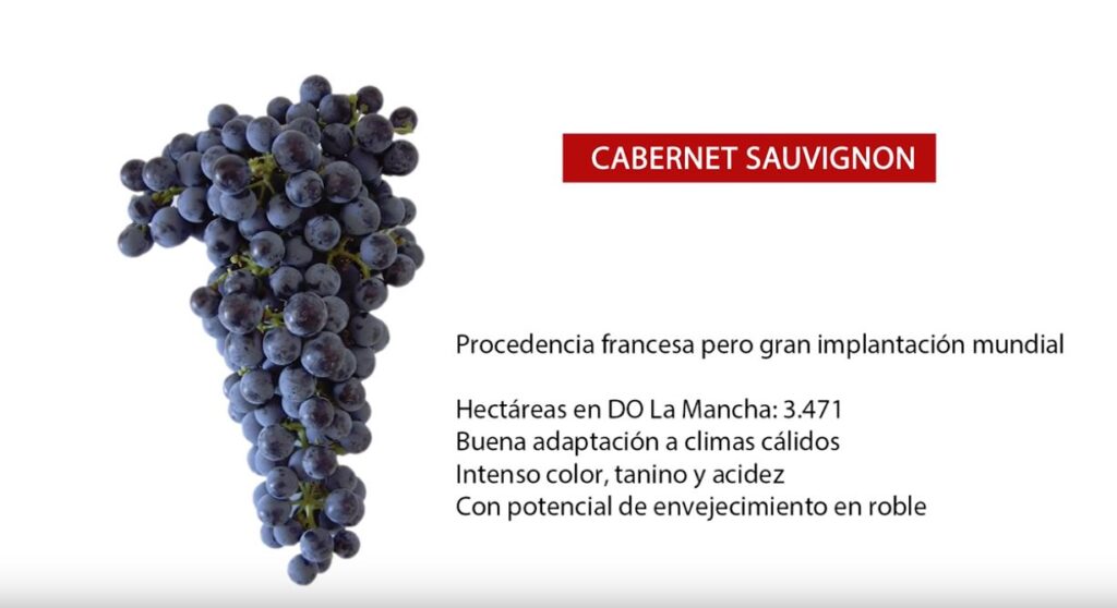 Conoce las características del vino Sauvignon vinotecavirtual