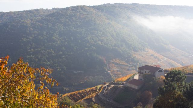 Descubre las Mejores Bodegas de la Ribeira Sacra según Expertos del Vino