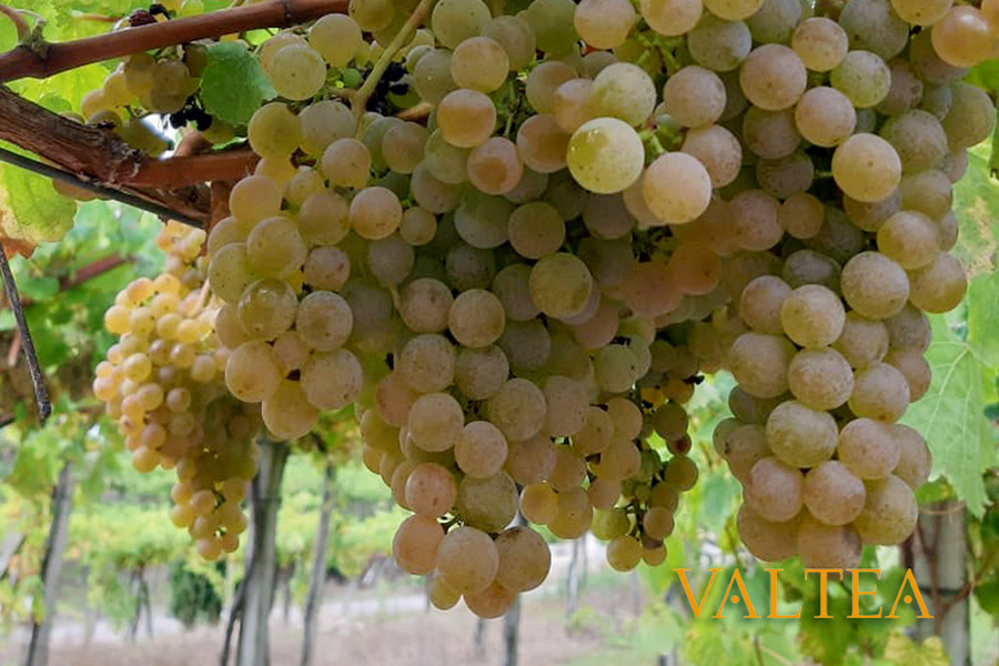 Fechas de inicio de la vendimia del Albariño en España