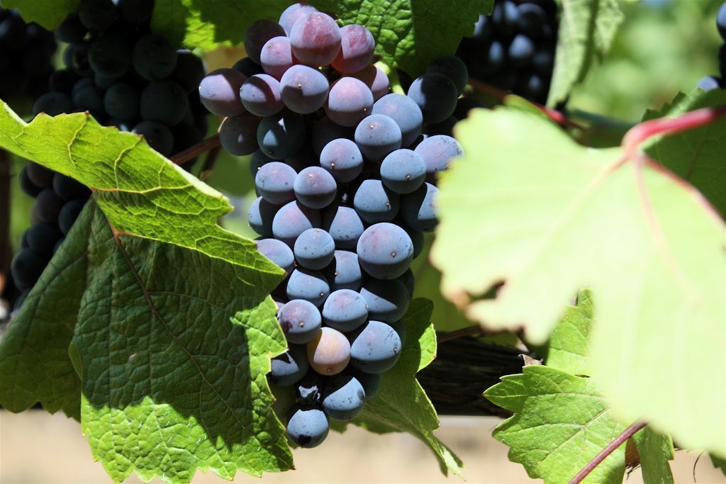 Significado de Pinot Noir: Todo lo que debes saber