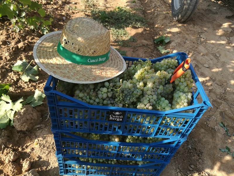 Significado del término vendimia: Todo lo que necesitas saber