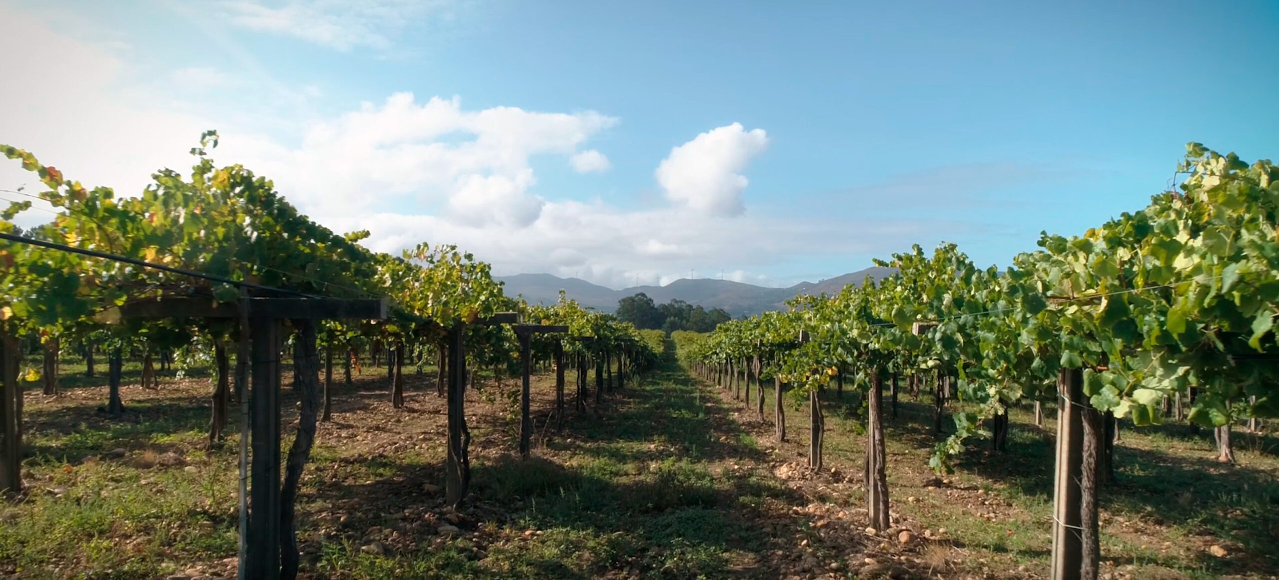 Terruños del Albariño: Lugares donde crece este exquisito vino blanco