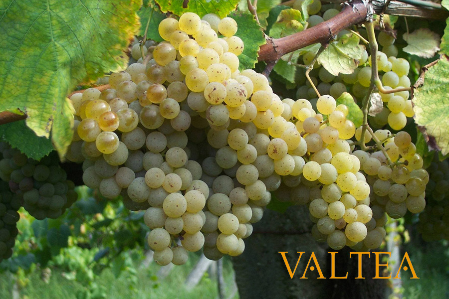 Variedad de uva blanca en Galicia: conoce su nombre
